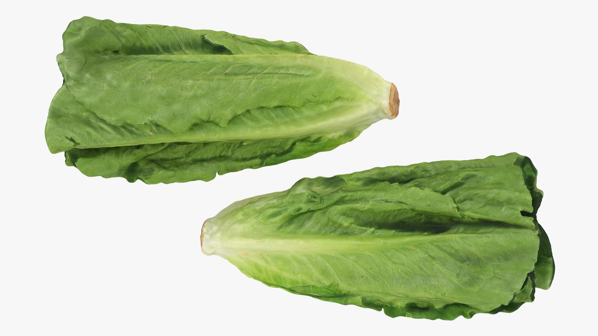 Lettuce Collection 3 model https://p.turbosquid.com/ts-thumb/Jt/VHg60N/3G/romainelettuce1_a0002/jpg/1769623536/1920x1080/fit_q87/51d1e3005d91fcde14a030bd5860d98d50f35912/romainelettuce1_a0002.jpg