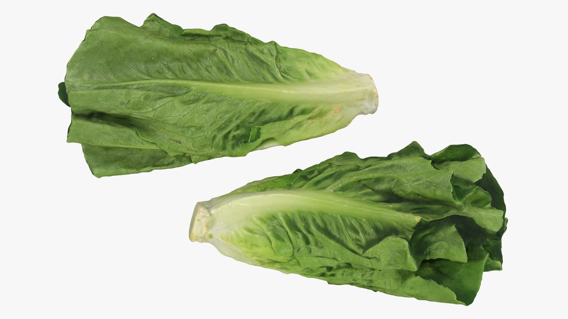 Lettuce Collection 3 model https://p.turbosquid.com/ts-thumb/Jt/VHg60N/Pp/romainelettuce2_a0002/jpg/1769623538/1920x1080/fit_q87/258fa8ee144b59365f58c1f2ce2d3b3cb36a7a56/romainelettuce2_a0002.jpg