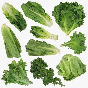 Lettuce Collection 3 model
