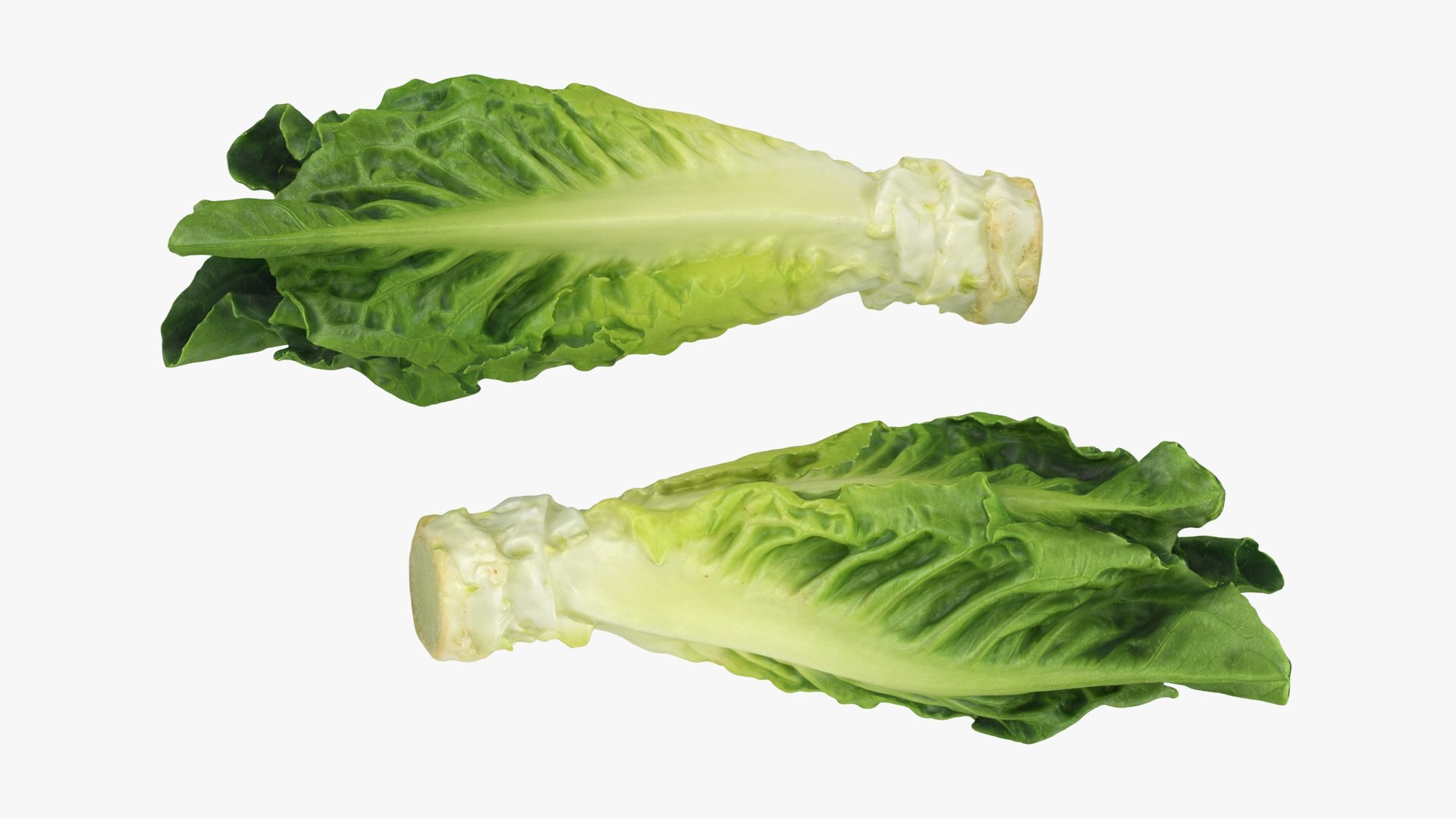 Lettuce Collection 3 model https://p.turbosquid.com/ts-thumb/Jt/VHg60N/Ul/romainelettucepiece_a0002/jpg/1769623543/1920x1080/fit_q87/c6883f5c5d320e6791125bc551d351865d542a19/romainelettucepiece_a0002.jpg