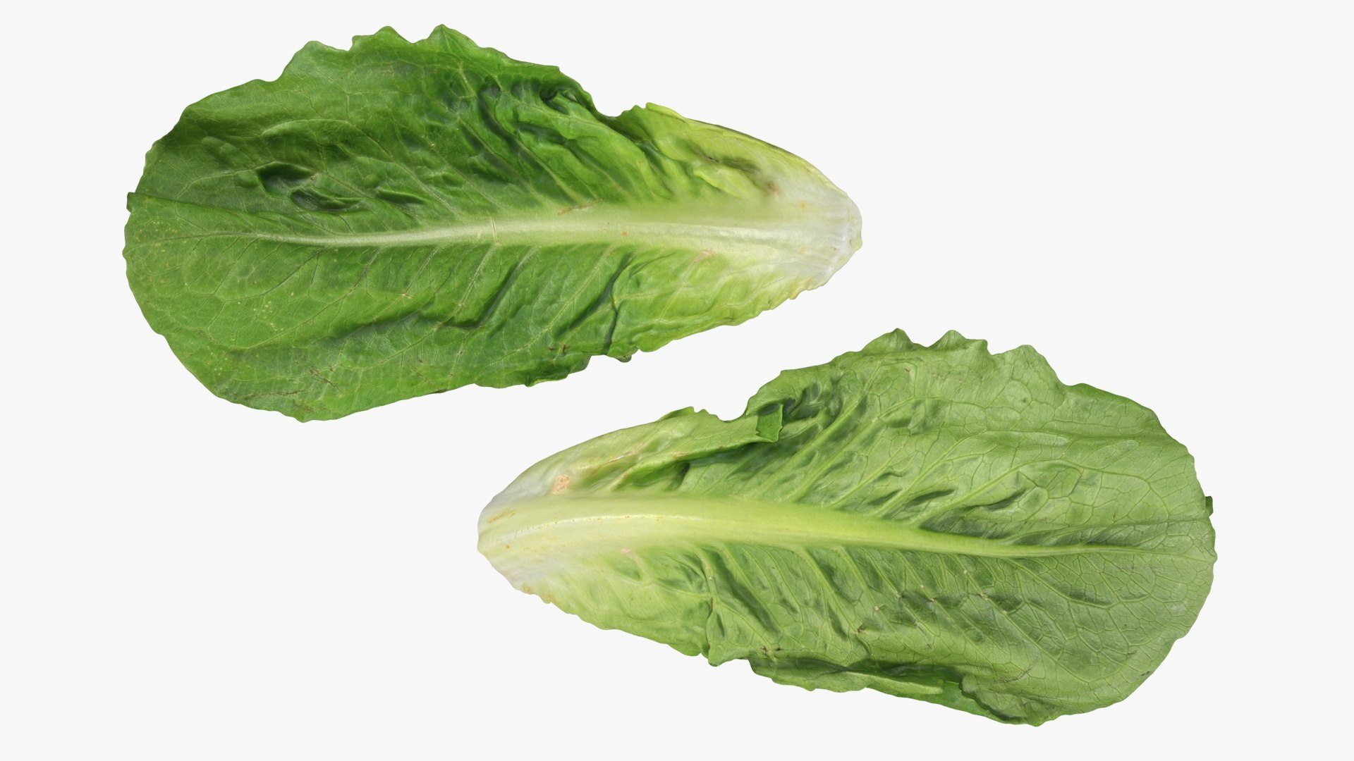 Lettuce Collection 3 model https://p.turbosquid.com/ts-thumb/Jt/VHg60N/Wh/romainelettuceleaf1_a0002/jpg/1769623539/1920x1080/fit_q87/3188d2a61a219f918211a7c0ab1bf10484b1963e/romainelettuceleaf1_a0002.jpg