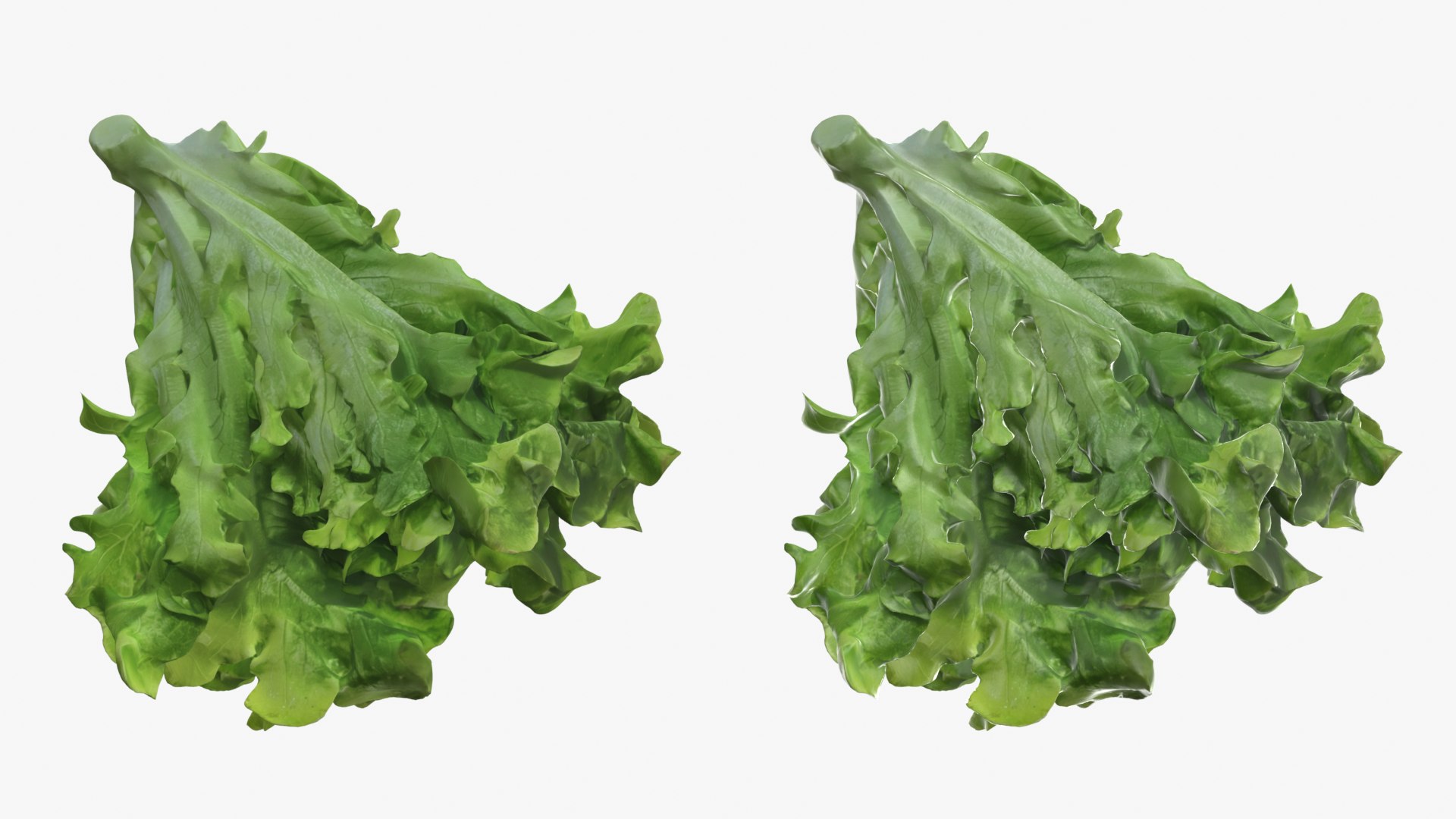 Lettuce Collection 3 model https://p.turbosquid.com/ts-thumb/Jt/VHg60N/hC/greenoaklettuce_0001b/png/1769623524/1920x1080/fit_q87/edeef367488015f99915bc20c7ca797438b910dc/greenoaklettuce_0001b.jpg
