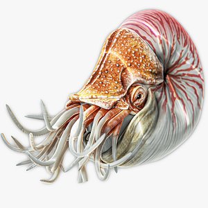 Nautilus Pompilius - Shell Mollusk - Underwater Tentacles - 44