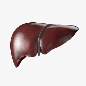 Human liver anatomy