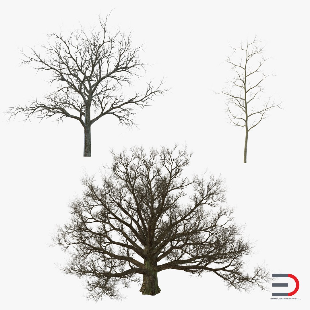 Winter White Oaks Trees Collection 3D model preview