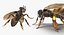 insects big 2 rigged 3D