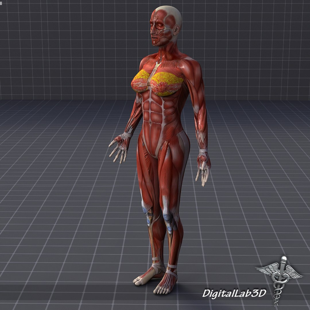 Female Muscular Models