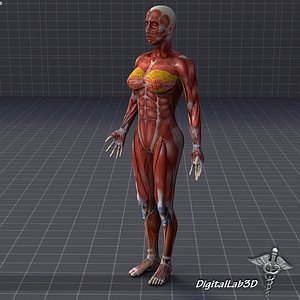 female muscular 3d max