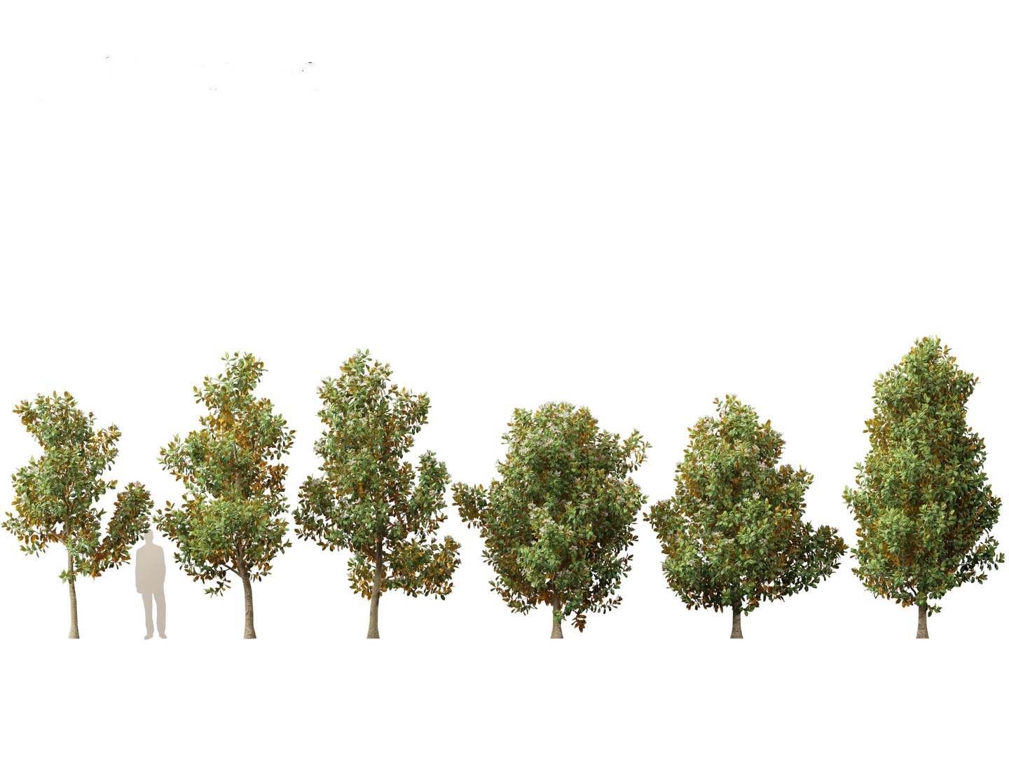3D Spring Blossoms Pack 10 model https://p.turbosquid.com/ts-thumb/Ju/7FBCqe/Bs/magnoliagrandiflorateddybear021/jpg/1759233981/1920x1080/fit_q87/1cc4759beab7c00f794f798567e9fb3b32d6f2ca/magnoliagrandiflorateddybear021.jpg