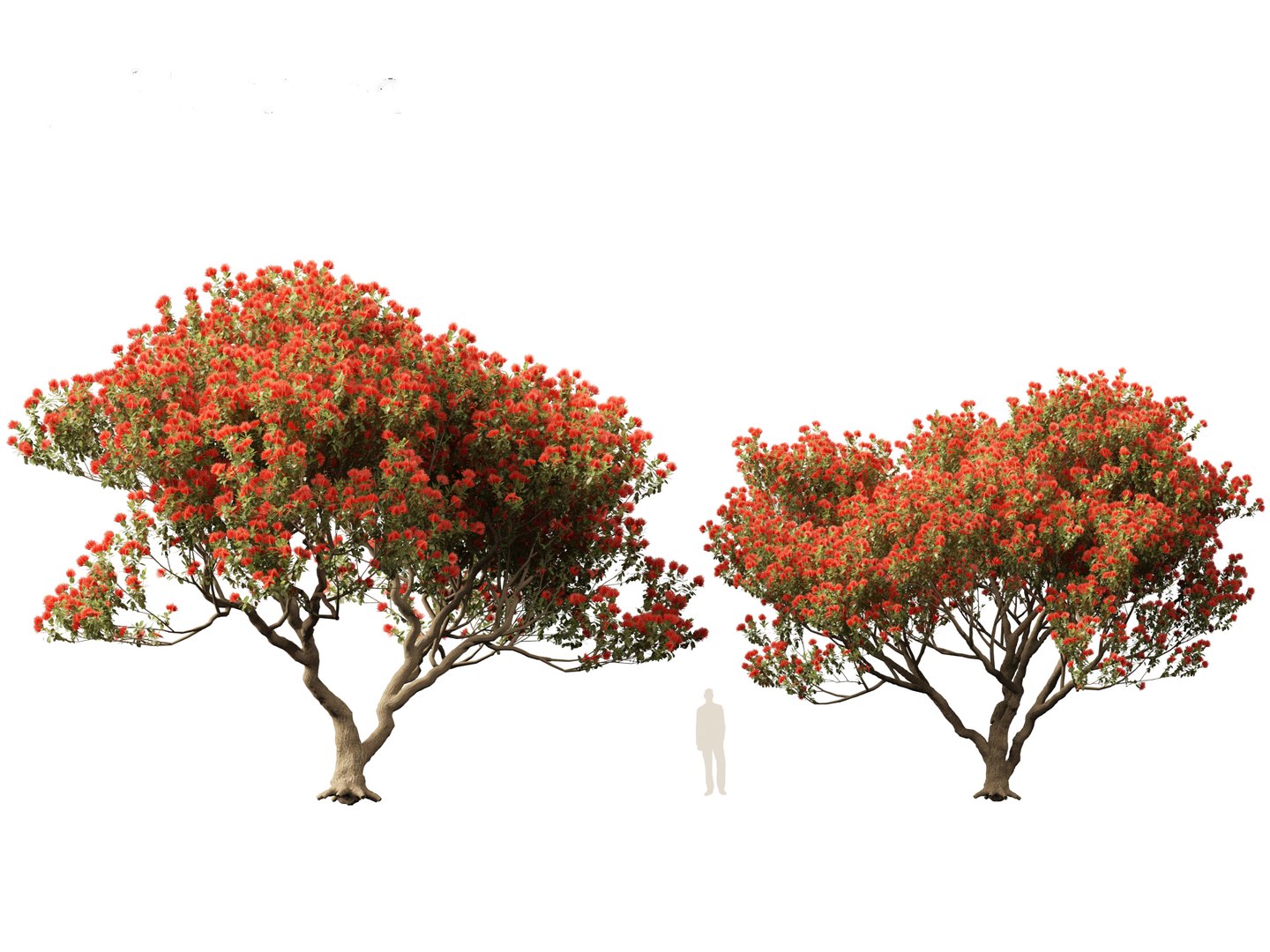 3D Spring Blossoms Pack 10 model https://p.turbosquid.com/ts-thumb/Ju/7FBCqe/Ed/metrosiderosexcelsa015/jpg/1759233988/1920x1080/fit_q87/e71aa34bc523cca9162005938fb4282c2331cc22/metrosiderosexcelsa015.jpg
