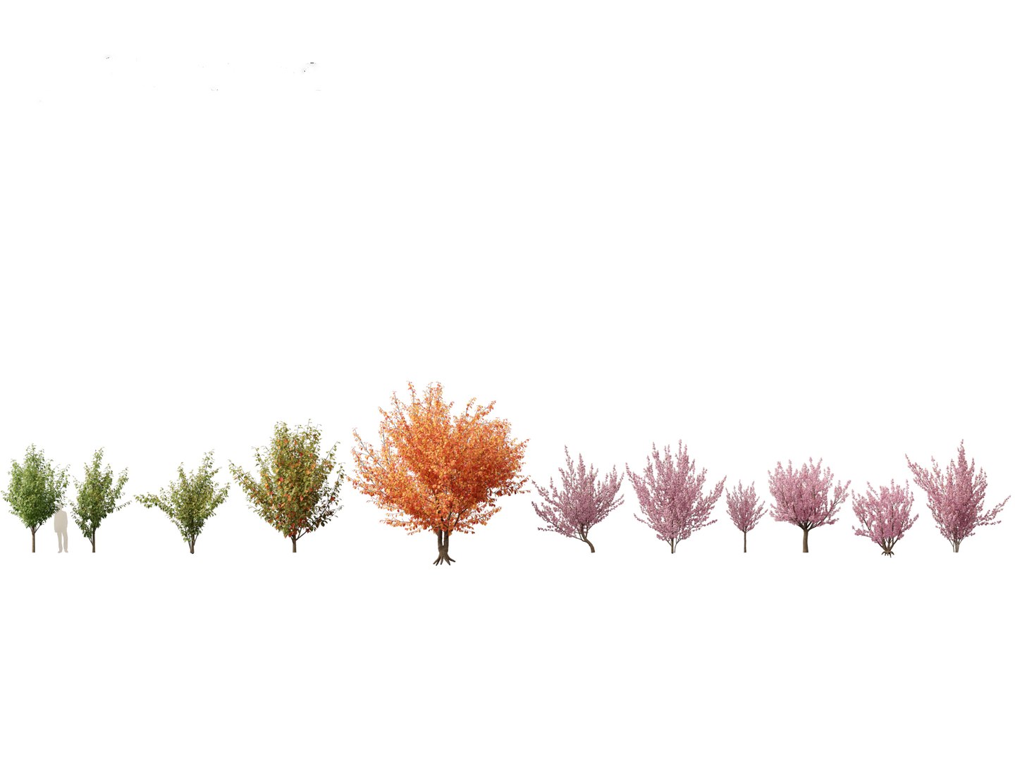 3D Spring Blossoms Pack 10 model https://p.turbosquid.com/ts-thumb/Ju/7FBCqe/Em/prunusserrulatakanzan012/jpg/1759233991/1920x1080/fit_q87/f8af217f639d77ce5a0d9c03012c083e0b87a947/prunusserrulatakanzan012.jpg