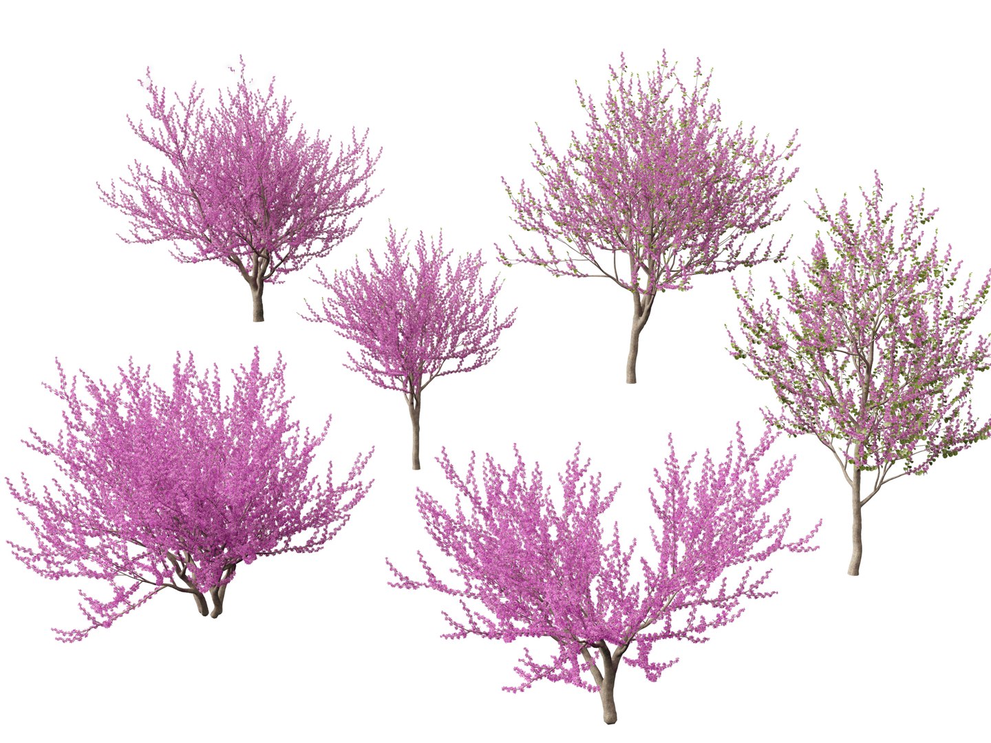 3D Spring Blossoms Pack 10 model https://p.turbosquid.com/ts-thumb/Ju/7FBCqe/Lu/cercissiliquastrum019/jpg/1759233972/1920x1080/fit_q87/79ff33833f33d94684aa87738436defcee5cd17d/cercissiliquastrum019.jpg