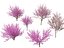 Spring Blossoms Pack 10
