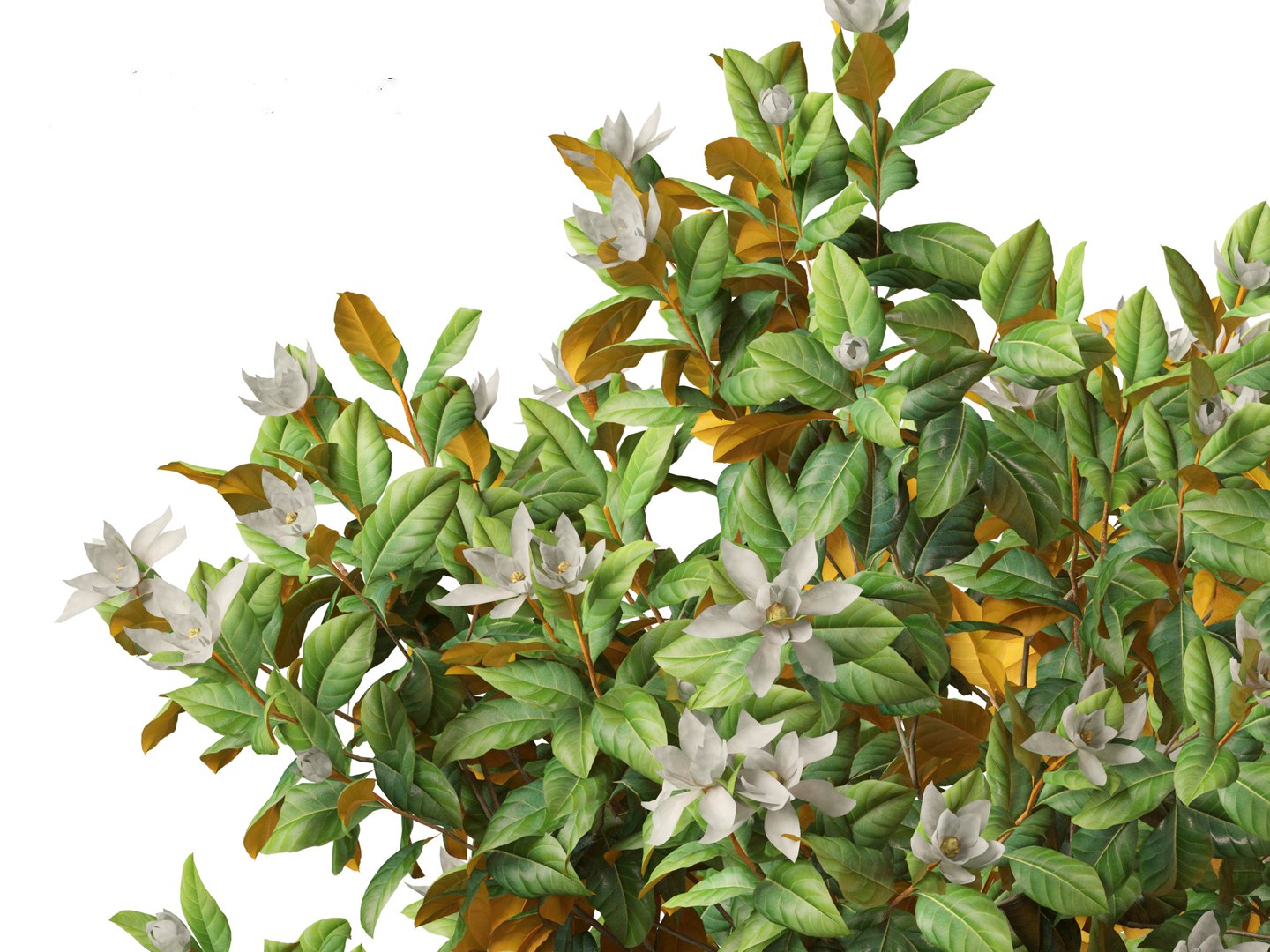 3D Spring Blossoms Pack 10 model https://p.turbosquid.com/ts-thumb/Ju/7FBCqe/N5/magnoliagrandiflorateddybear027/jpg/1759233982/1920x1080/fit_q87/9ea2845d48c1767a77a9455cfdfbc28ef5fac3e5/magnoliagrandiflorateddybear027.jpg