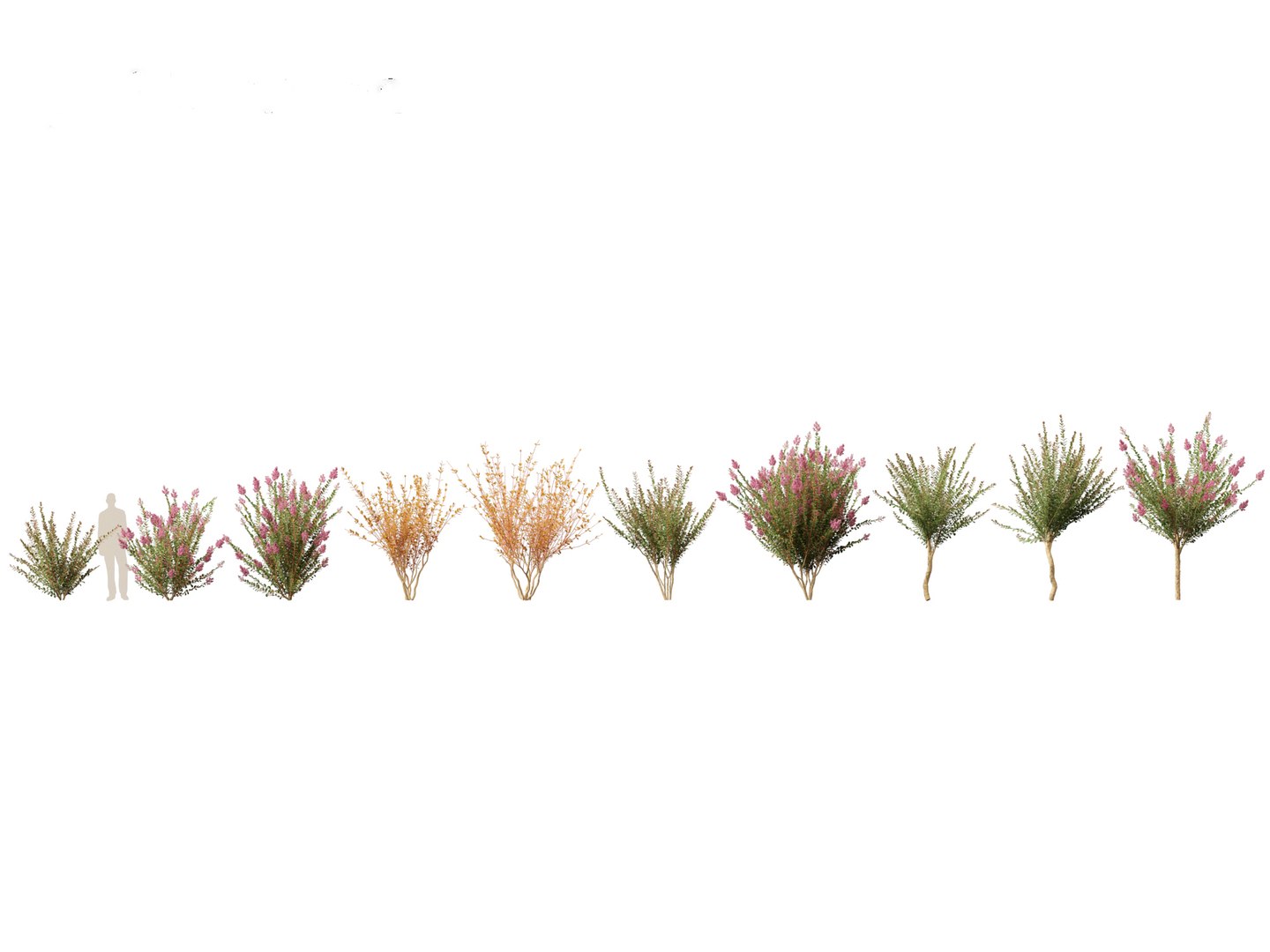3D Spring Blossoms Pack 10 model https://p.turbosquid.com/ts-thumb/Ju/7FBCqe/Pe/lagerstroemiaindica011/jpg/1759233979/1920x1080/fit_q87/0ef562ea9f91f6a5c991d1f69607788713c8c931/lagerstroemiaindica011.jpg