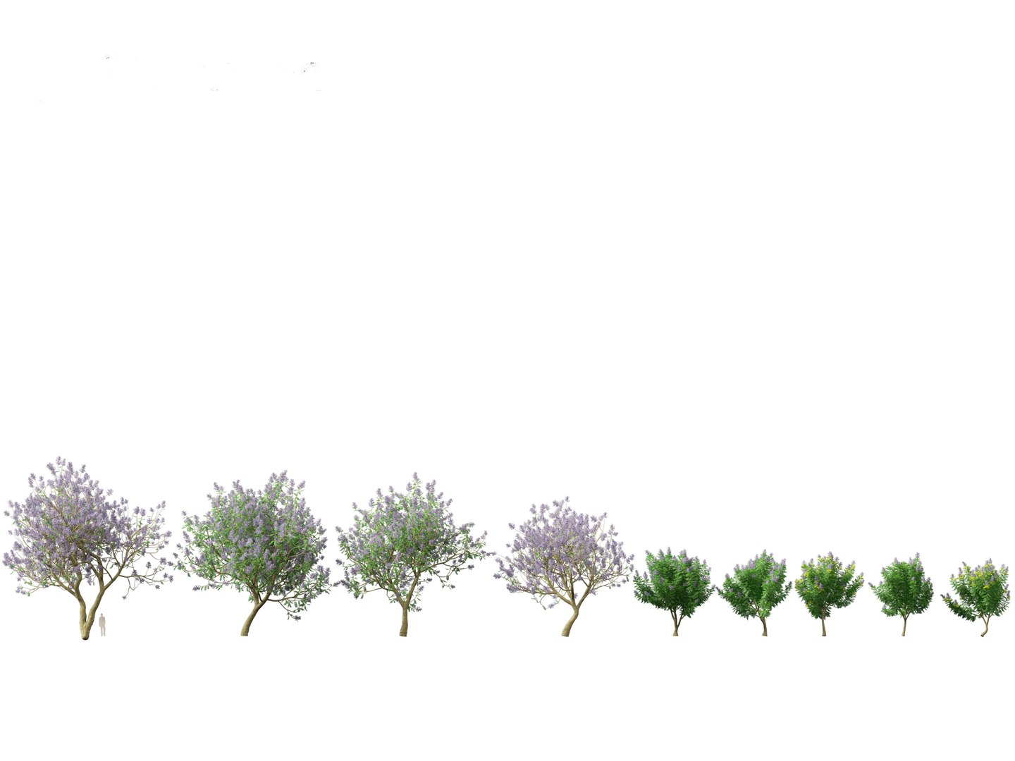 3D Spring Blossoms Pack 10 model https://p.turbosquid.com/ts-thumb/Ju/7FBCqe/Wy/jacarandamimosifolia011/jpg/1759233978/1920x1080/fit_q87/b0fa37a16fe89d8e51b71094f14efb82dfa87245/jacarandamimosifolia011.jpg