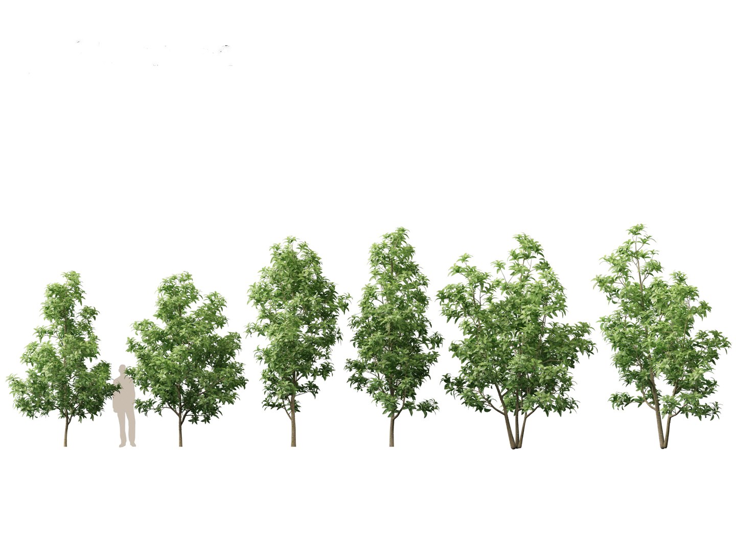 3D Spring Blossoms Pack 10 model https://p.turbosquid.com/ts-thumb/Ju/7FBCqe/Xc/magnoliavirginiananorthernbelle011/jpg/1759233983/1920x1080/fit_q87/a57641e6bf792ebfa06583952f0937f3f88edd2f/magnoliavirginiananorthernbelle011.jpg