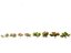 Spring Blossoms Pack 10