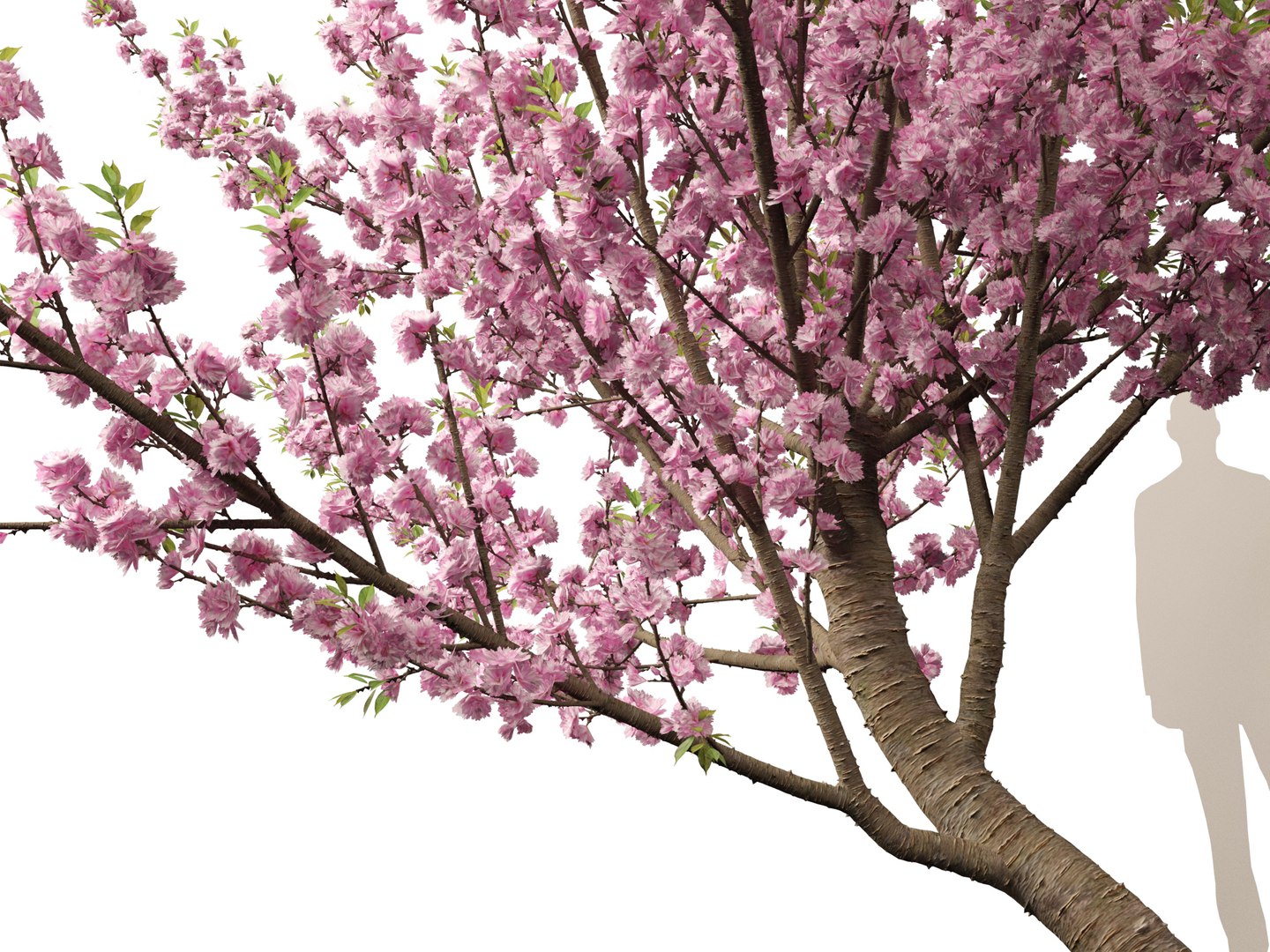 3D Spring Blossoms Pack 10 model https://p.turbosquid.com/ts-thumb/Ju/7FBCqe/gv/prunusserrulatakanzan0111/jpg/1759233996/1920x1080/fit_q87/e04380c0e105c5c3579a4396dac827473b359095/prunusserrulatakanzan0111.jpg