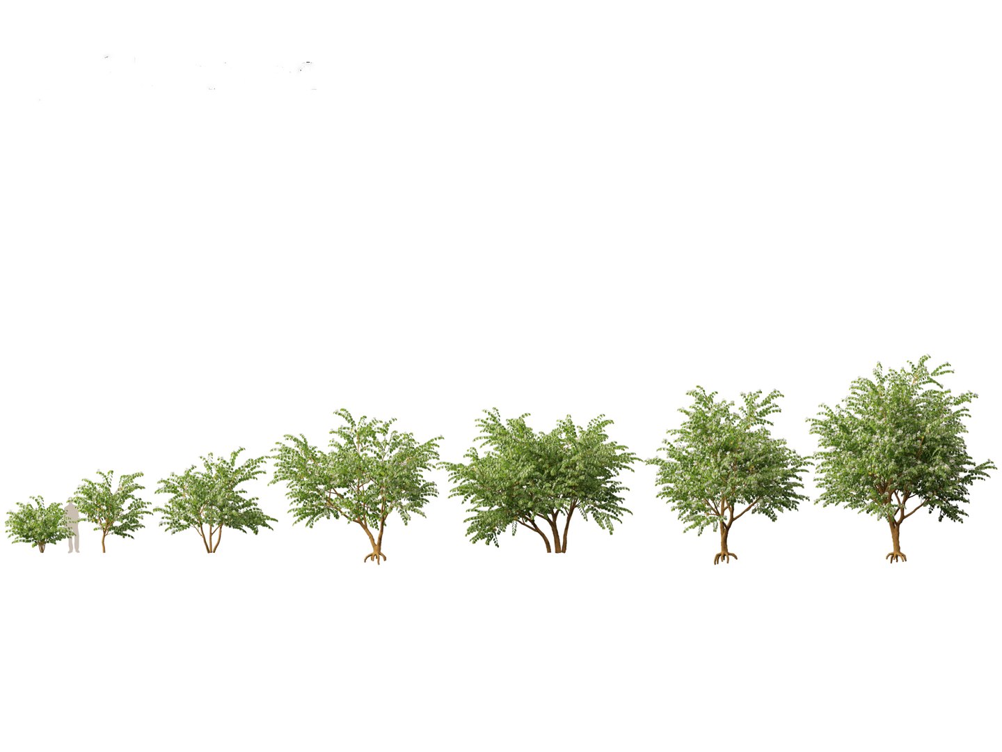 3D Spring Blossoms Pack 10 model https://p.turbosquid.com/ts-thumb/Ju/7FBCqe/jX/bauhiniaacuminata011/jpg/1759233965/1920x1080/fit_q87/08cc23b556ffb6d1bd2574dddd19921f0ce88560/bauhiniaacuminata011.jpg