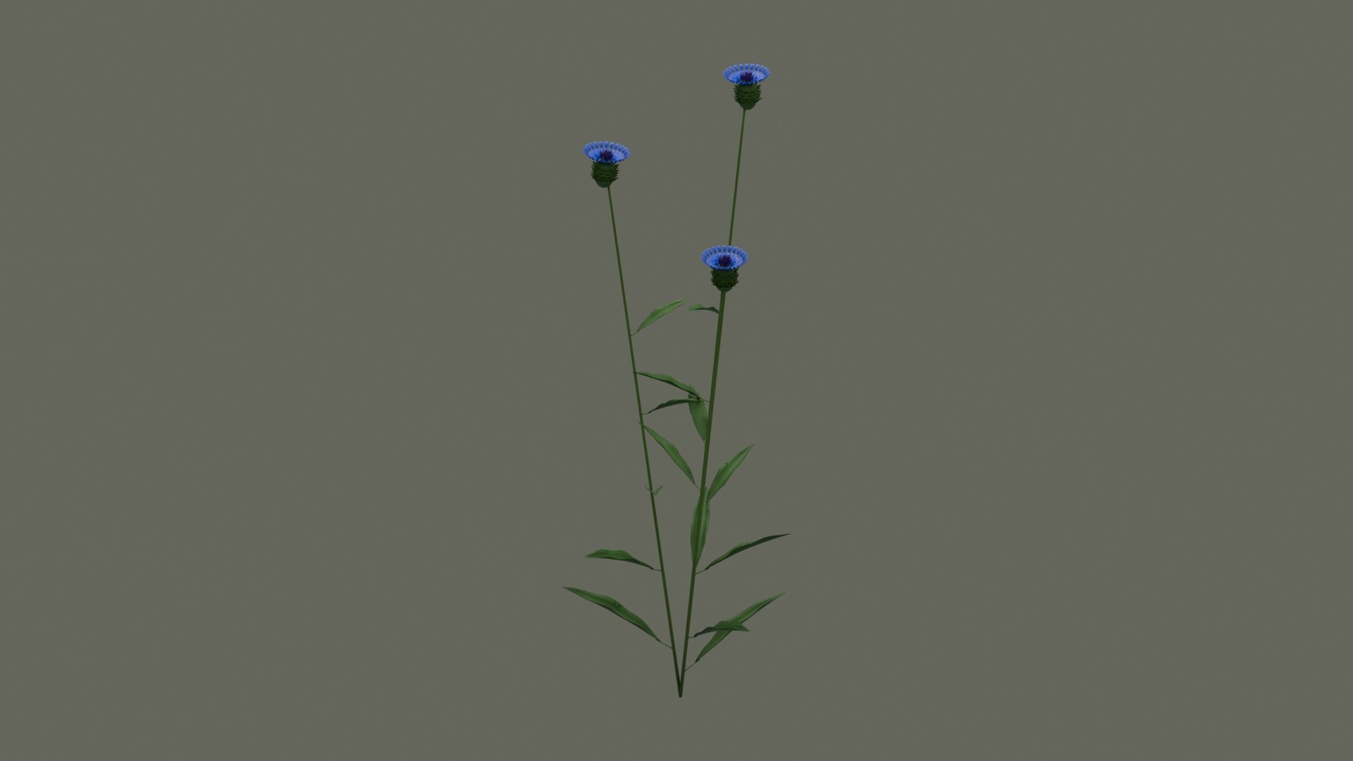 Cornflower Blue Flowering Plant model https://p.turbosquid.com/ts-thumb/Ju/FgYMOX/4q/product_02/jpg/1793020232/1920x1080/fit_q87/453fb669d0770c5838b1ca584ff04465bb67d5ae/product_02.jpg