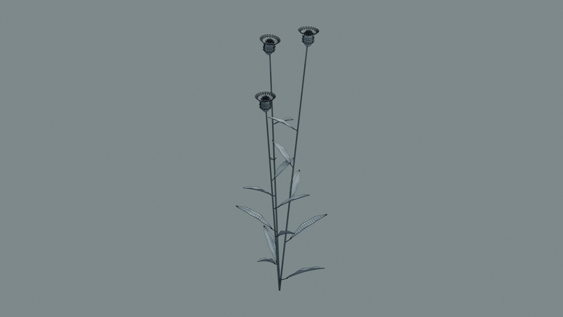 Cornflower Blue Flowering Plant model https://p.turbosquid.com/ts-thumb/Ju/FgYMOX/Av/wireframe/jpg/1793020229/1920x1080/fit_q87/4cbb81ffd2cbfeb55cff5d1382d624049667af77/wireframe.jpg