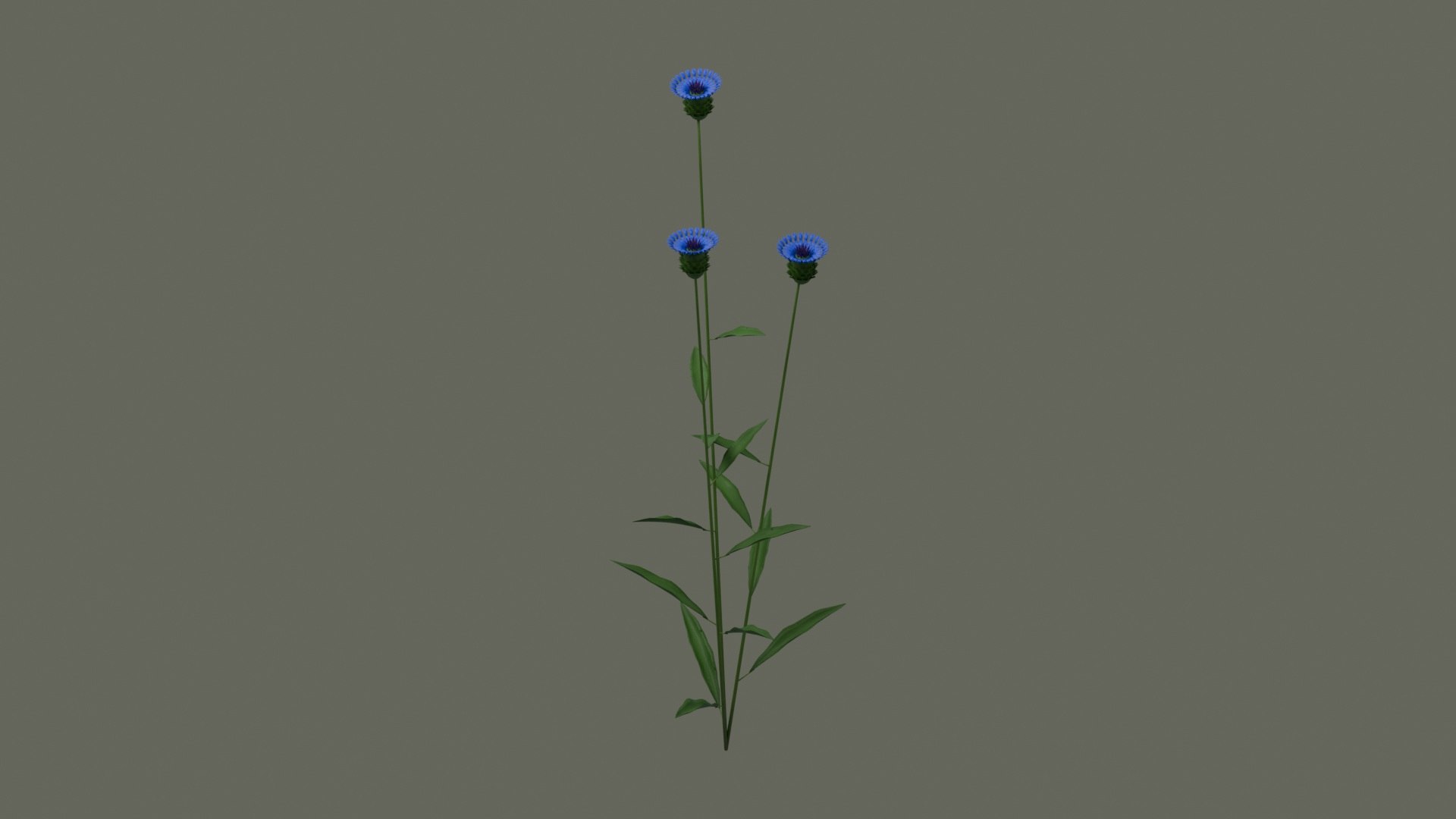 Cornflower Blue Flowering Plant model https://p.turbosquid.com/ts-thumb/Ju/FgYMOX/RZ/product_04/jpg/1793020228/1920x1080/fit_q87/e1504fb4d73a2f0849983401a686e68693cd4adc/product_04.jpg