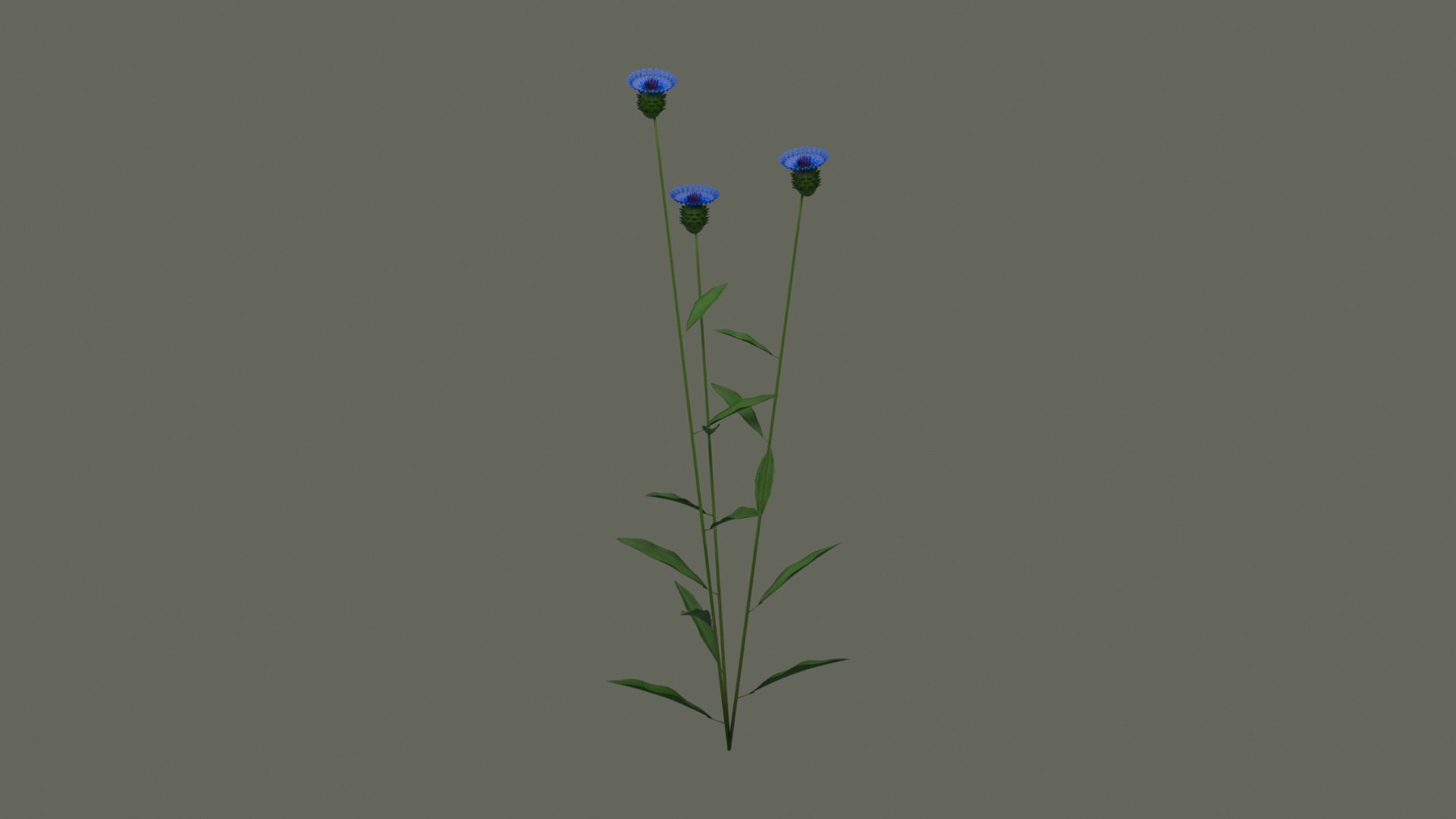 Cornflower Blue Flowering Plant model https://p.turbosquid.com/ts-thumb/Ju/FgYMOX/Rc/product_03/jpg/1793020228/1920x1080/fit_q87/891fe74b8330929a7343ba47ad79c7c832827793/product_03.jpg