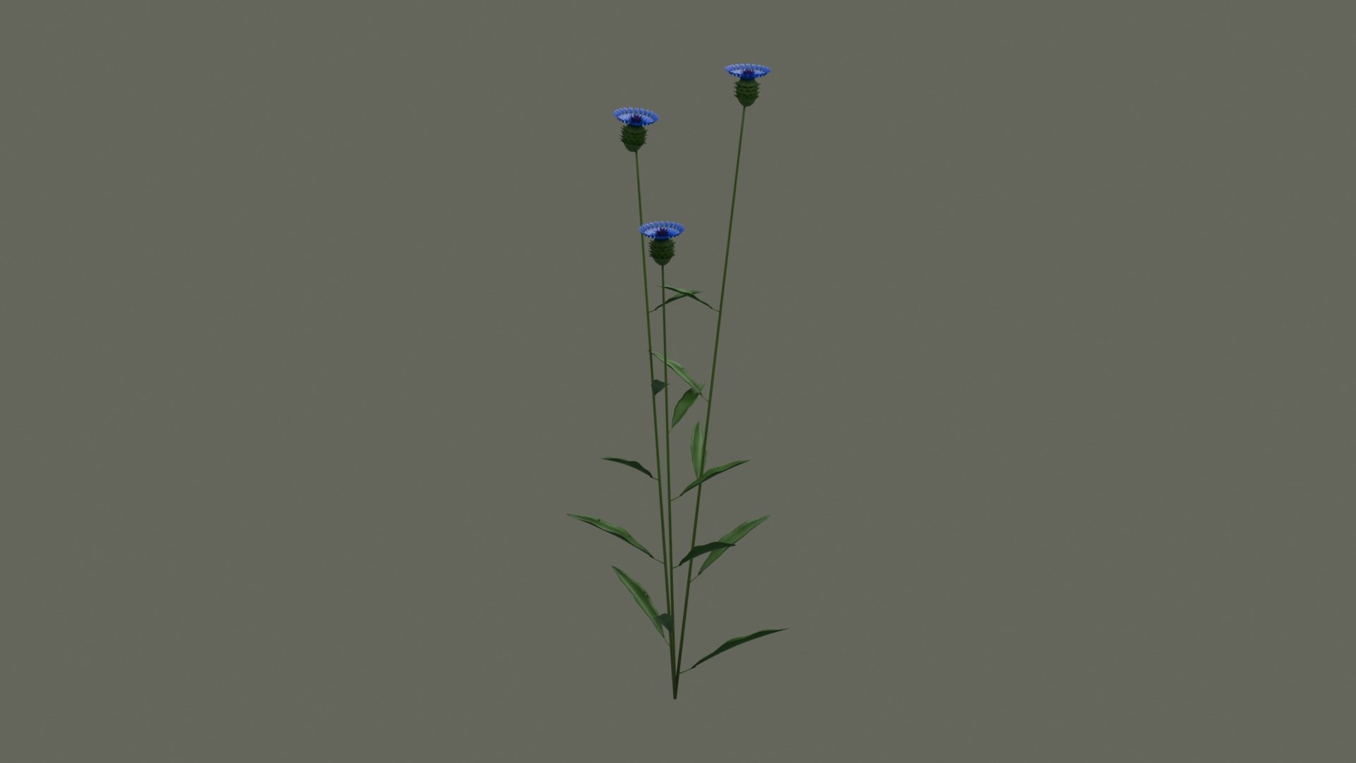 Cornflower Blue Flowering Plant model https://p.turbosquid.com/ts-thumb/Ju/FgYMOX/nl/product_01/jpg/1793020231/1920x1080/fit_q87/b6a51642496e77a7d1fca503233bfb1926e731b1/product_01.jpg