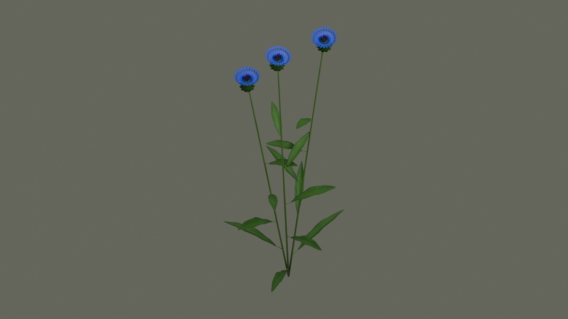 Cornflower Blue Flowering Plant model https://p.turbosquid.com/ts-thumb/Ju/FgYMOX/wz/product_05/jpg/1793020228/1920x1080/fit_q87/950189e6f27ed8e39d2d3691c4036d9da3afbcb0/product_05.jpg