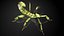 insects