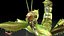insects