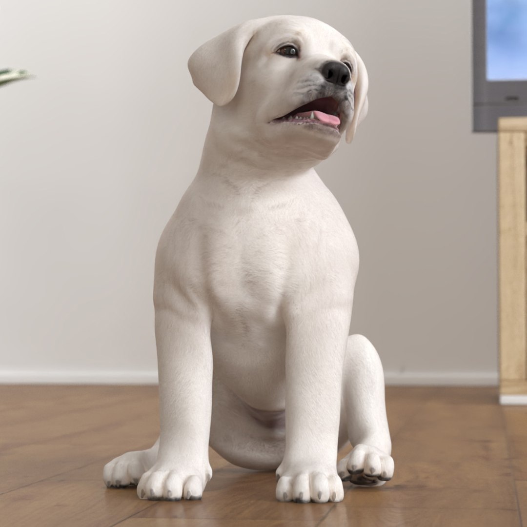 White Labrador Retriever Puppy Sitting Pose 3D model preview