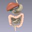 digestive system