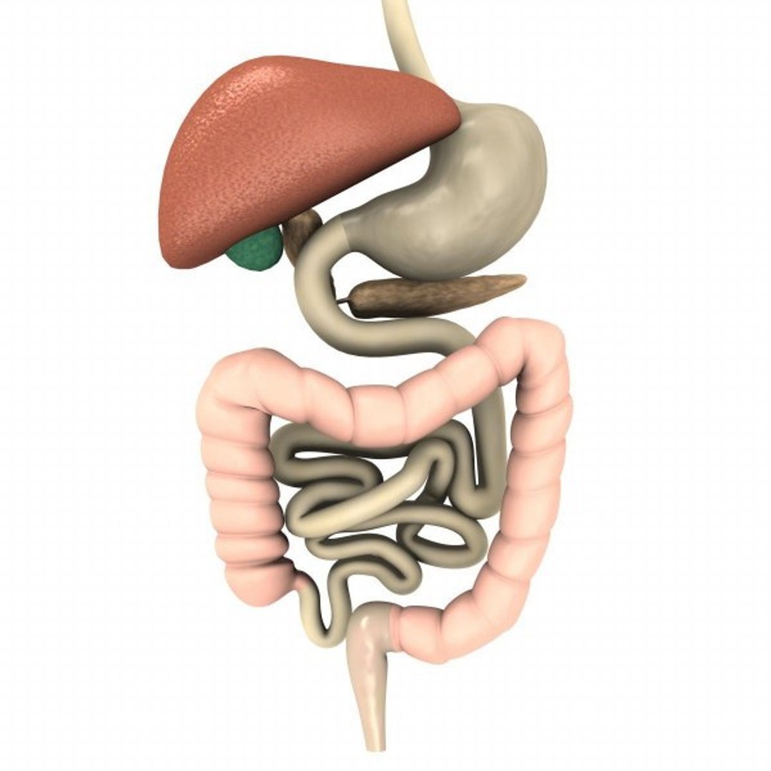 digestive liver pancreas 3d 3ds https://p.turbosquid.com/ts-thumb/Ju/GqUfgh/XkmkpAFm/digestive_render/jpg/1292676861/1920x1080/fit_q87/456b993507f79bcc4e83b8fb12bd5decbb3e6f98/digestive_render.jpg