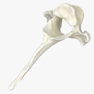 Domestic Cat Thoracic Vertebrae TH4