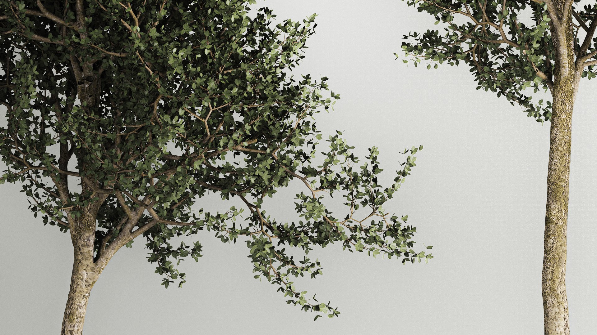 3D Trees In Concrete Vases And Pots For Exterior 1130 - TurboSquid 1975528