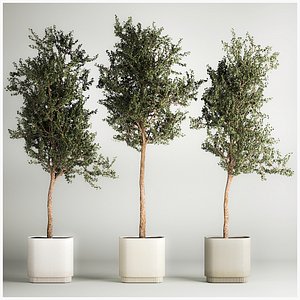 3D Trees In Concrete Vases And Pots For Exterior 1130