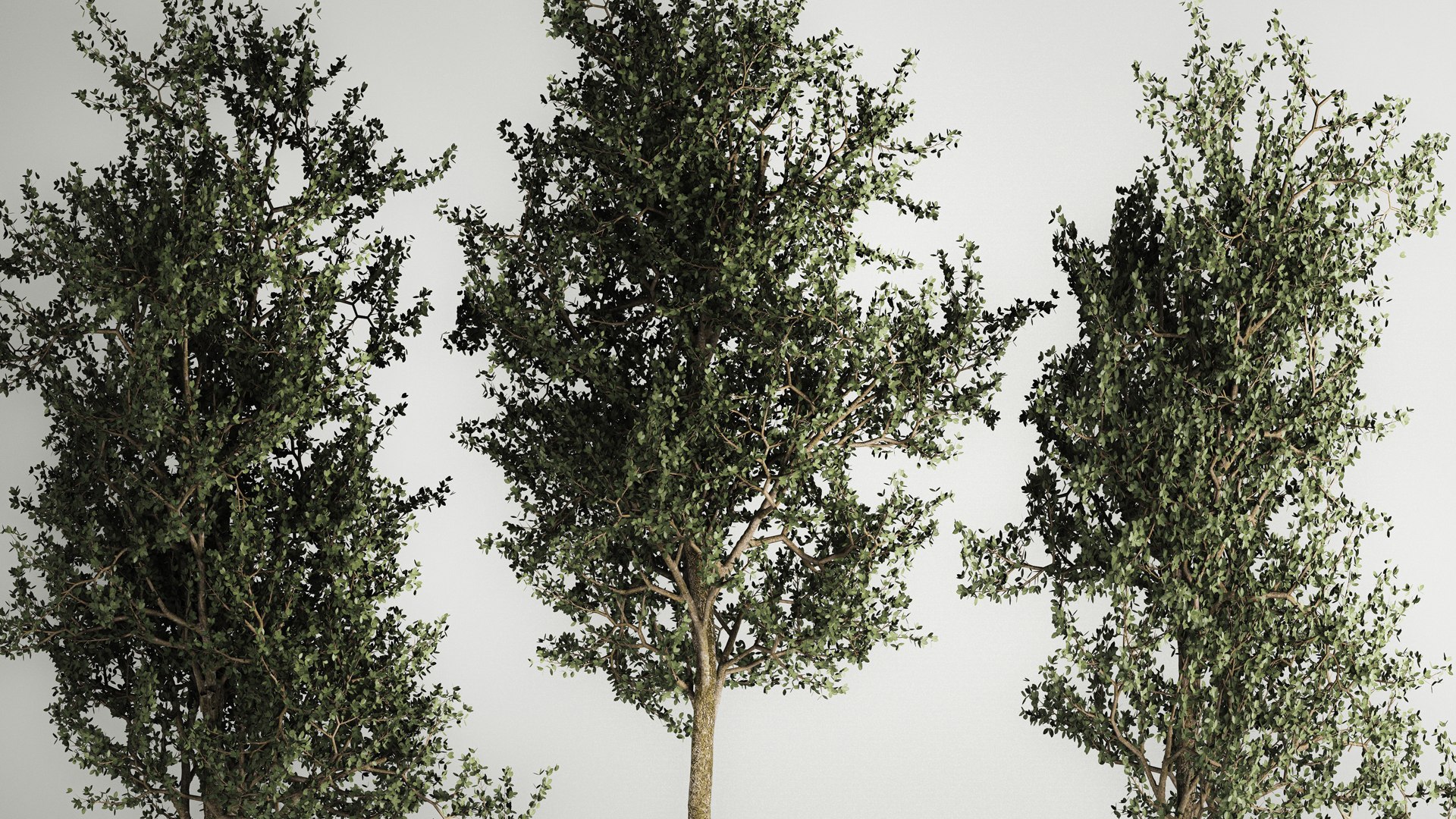 3D Trees In Concrete Vases And Pots For Exterior 1130 - TurboSquid 1975528