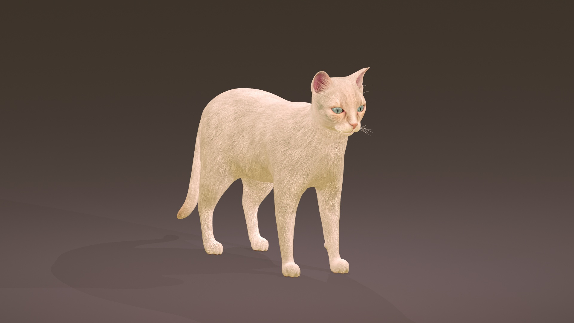 3D Model Cat Collection 3 - TurboSquid 1873804