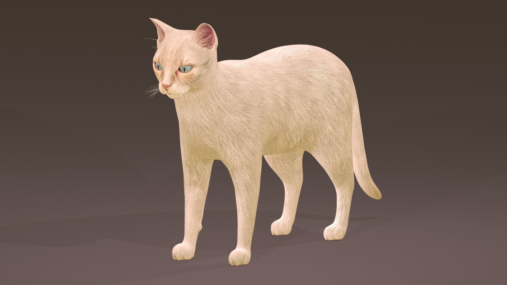 3D Model Cat Collection 3 - TurboSquid 1873804