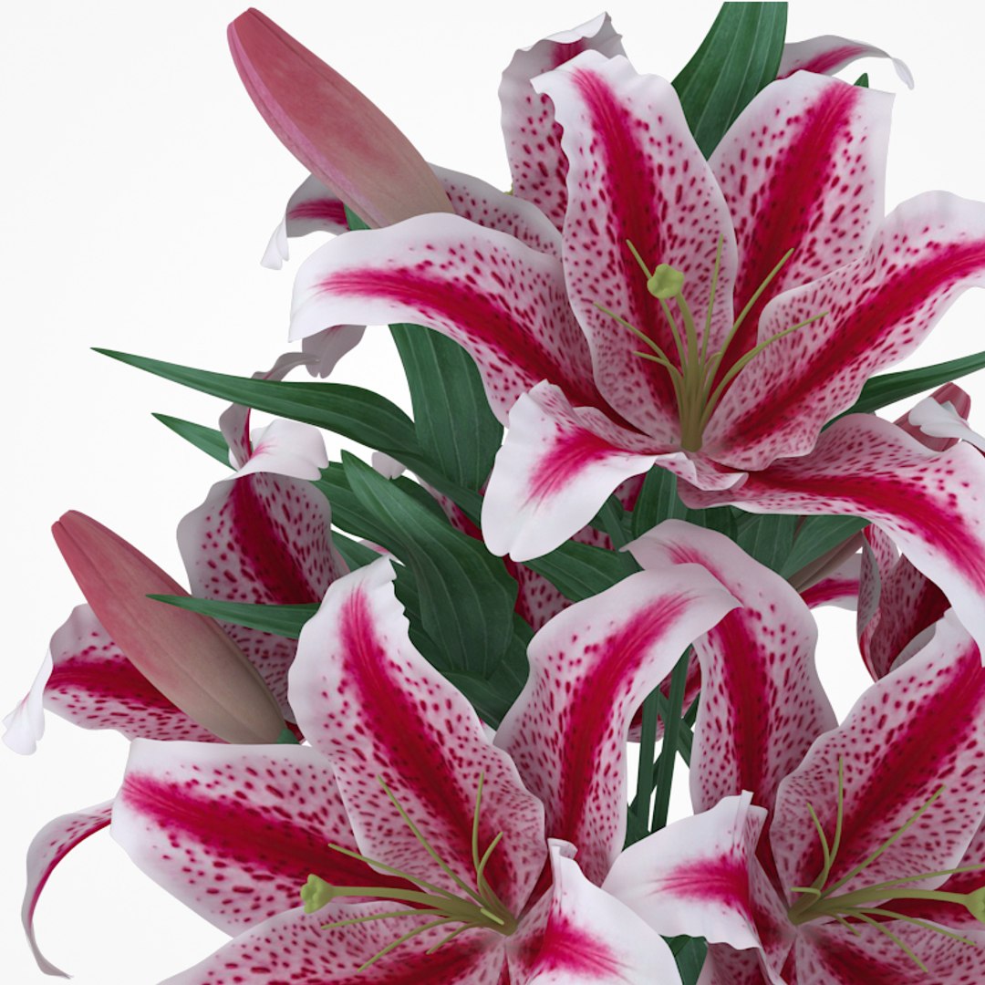 3d model flower https://p.turbosquid.com/ts-thumb/Ju/hSPt3u/qxw1UQt2/preview3/jpg/1481986571/1920x1080/fit_q87/a65e66fae806e5cc619a97704b298aa725c12a8f/preview3.jpg
