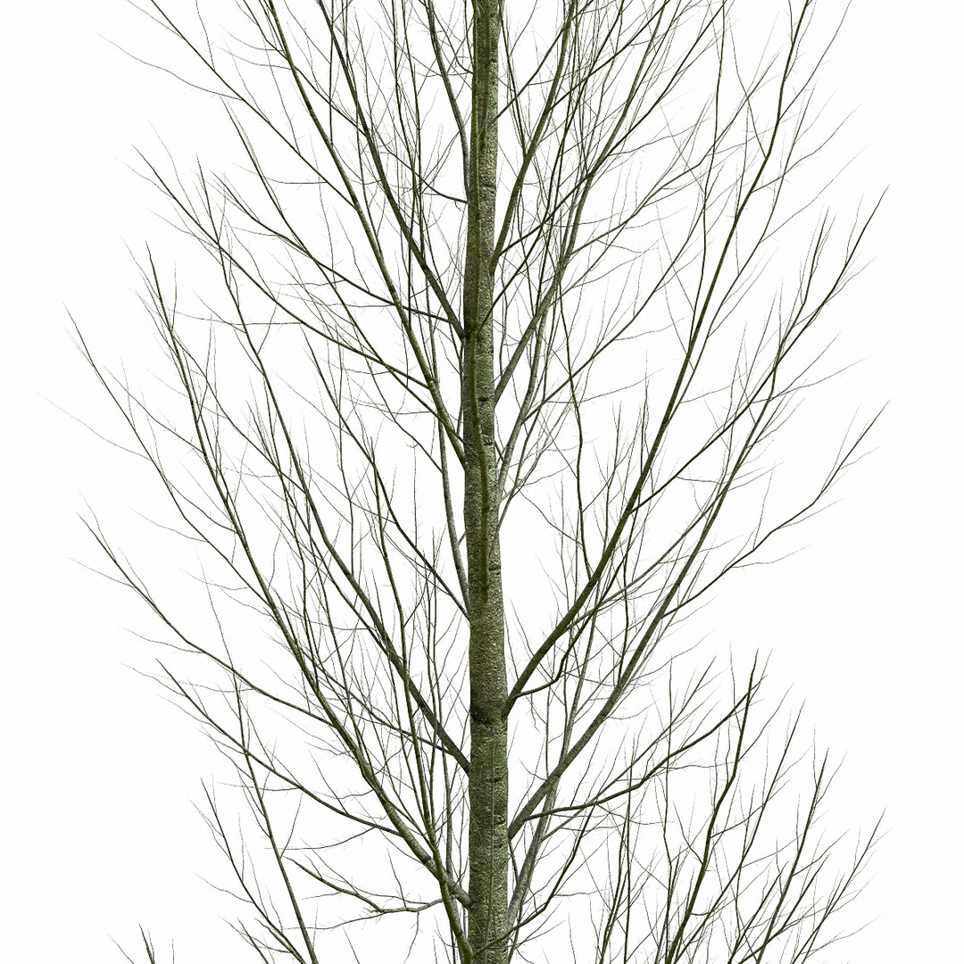 3d model of tree environment https://p.turbosquid.com/ts-thumb/Ju/xBWfo0/AUPLSQDT/3/jpg/1469270857/1920x1080/fit_q87/182866698858c6240c3709403de61a27dee61816/3.jpg