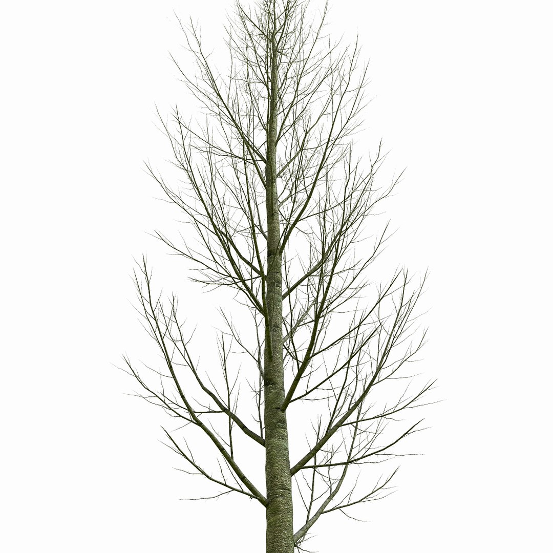 3d model of tree environment https://p.turbosquid.com/ts-thumb/Ju/xBWfo0/T29jBdKV/4/jpg/1469270857/1920x1080/fit_q87/bdd4cfb9d5c2ea35fc027d3c81d82b8e00b0b9d8/4.jpg