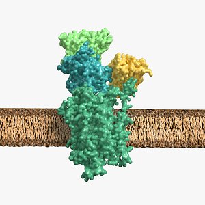 cell membrane - calcium pump 3D model