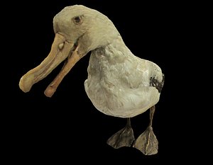 bird albatross mallemuck 3d 3ds
