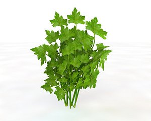 parsley 3D model
