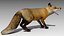 3d red fox animations
