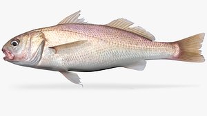White Croaker