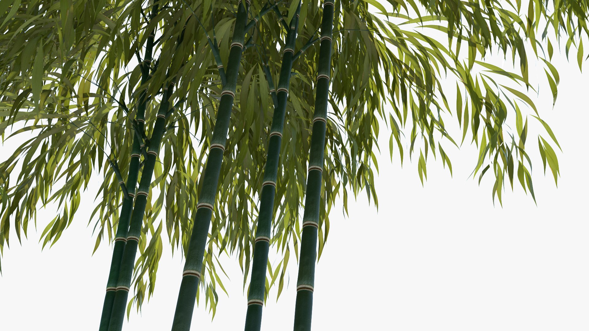 bamboo 3D https://p.turbosquid.com/ts-thumb/Jv/Pnv6Bz/0j4uF5Yy/newbamboo_009/jpg/1580812874/1920x1080/fit_q87/fd5f3b54cb39027855c3b659dc3e122feff3a6b0/newbamboo_009.jpg